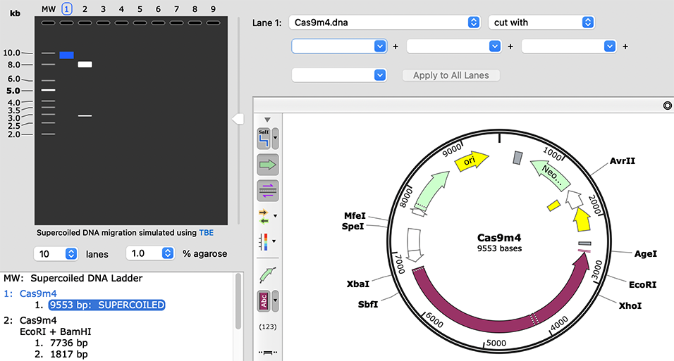 SnapGene What's New in SnapGene